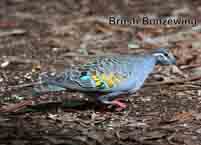 Bronzewing